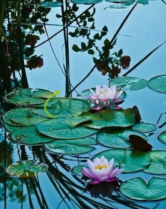 河道治理：水生（shēng）植物的選擇與種植(圖7)